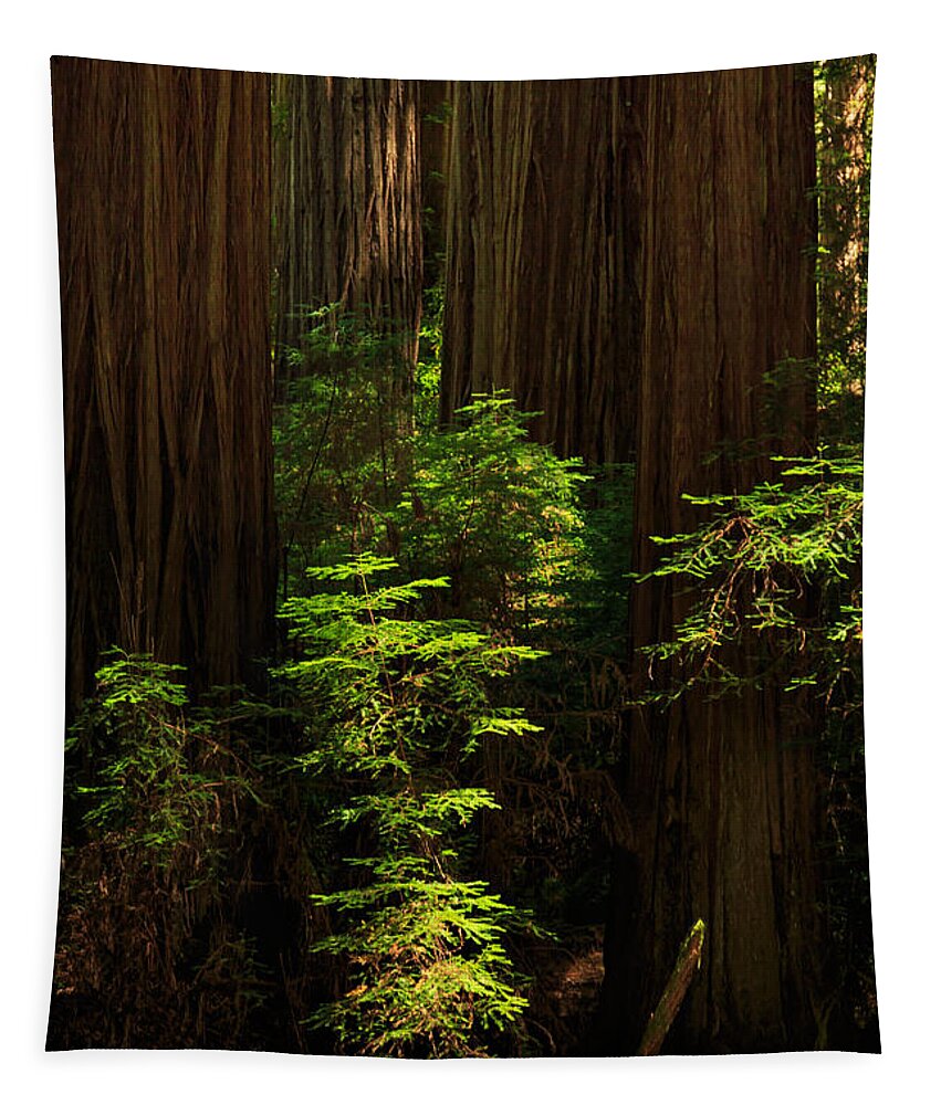Deer Tapestry featuring the photograph A Deer In The Redwoods by James Eddy