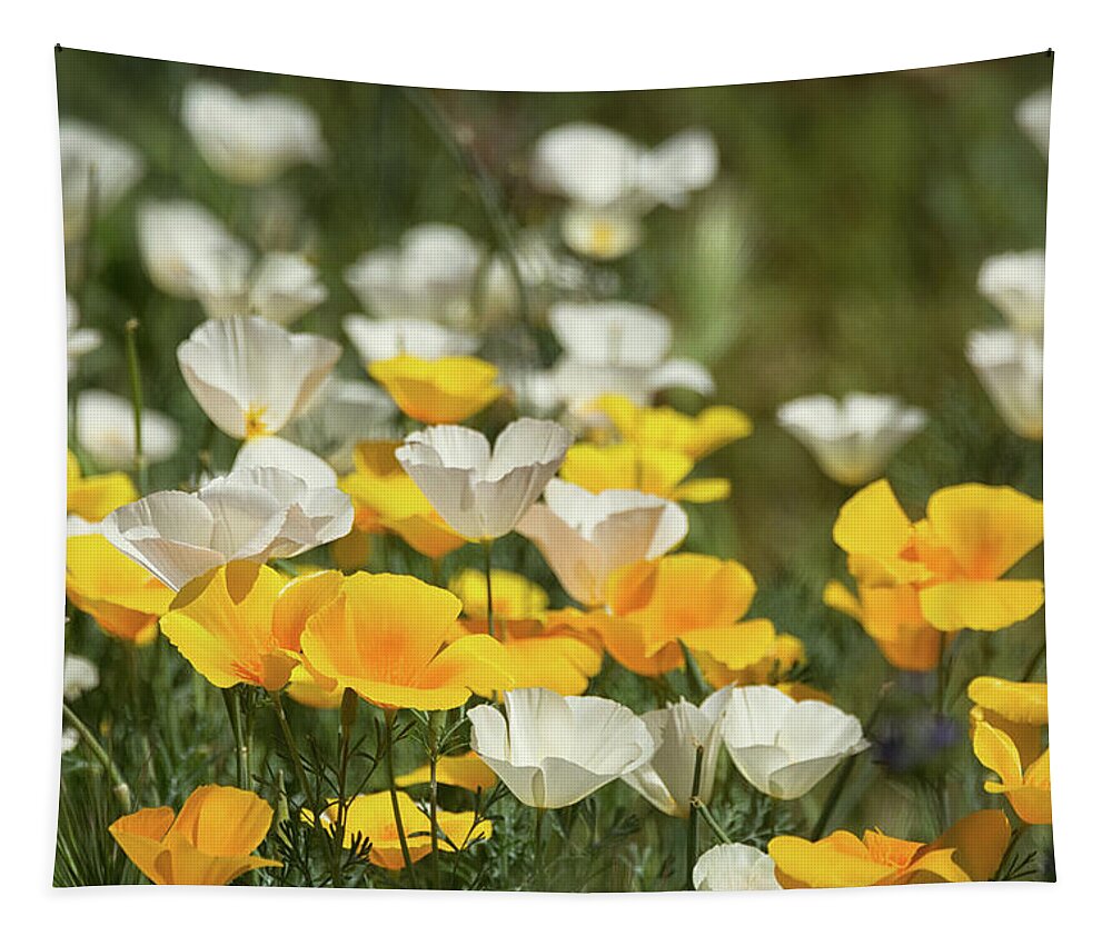 Poppies Tapestry featuring the photograph A Field of Golden and White Poppies by Saija Lehtonen