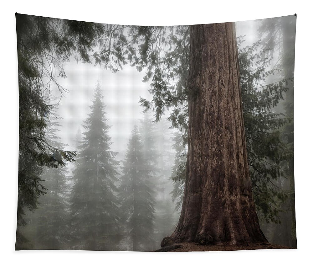 Sequoias Tapestry featuring the photograph A Giant in the Fog by Belinda Greb