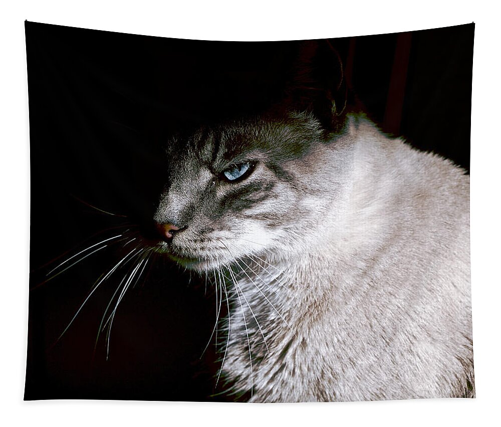 Cat Tapestry featuring the photograph A Glare by Rachel Morrison