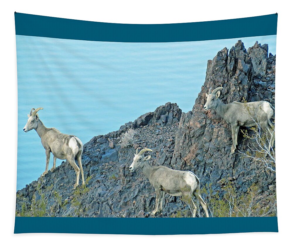 Sheep Tapestry featuring the photograph A Group Of Desert Bighorn Sheep by Kay Novy