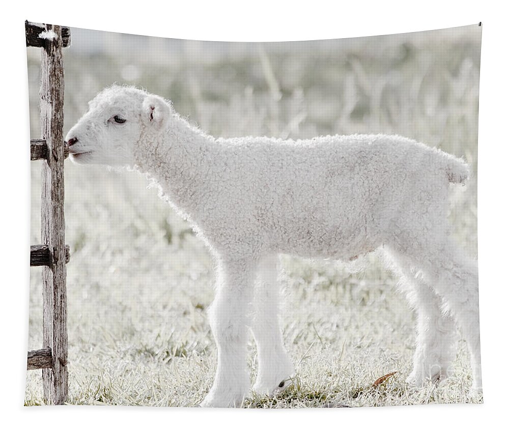 Lamb Tapestry featuring the photograph A Little Lamb by Rachel Morrison