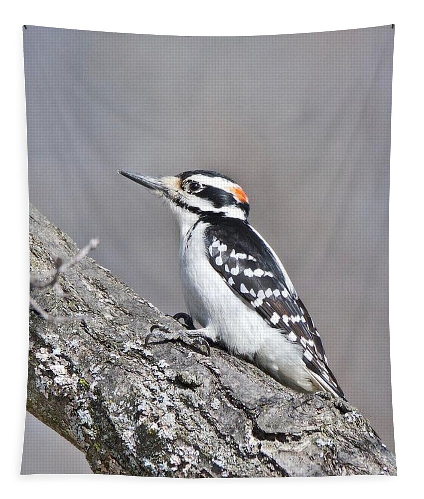 Downey Woodpecker Tapestry featuring the photograph A Male Downey Woodpecker 1120 by Michael Peychich