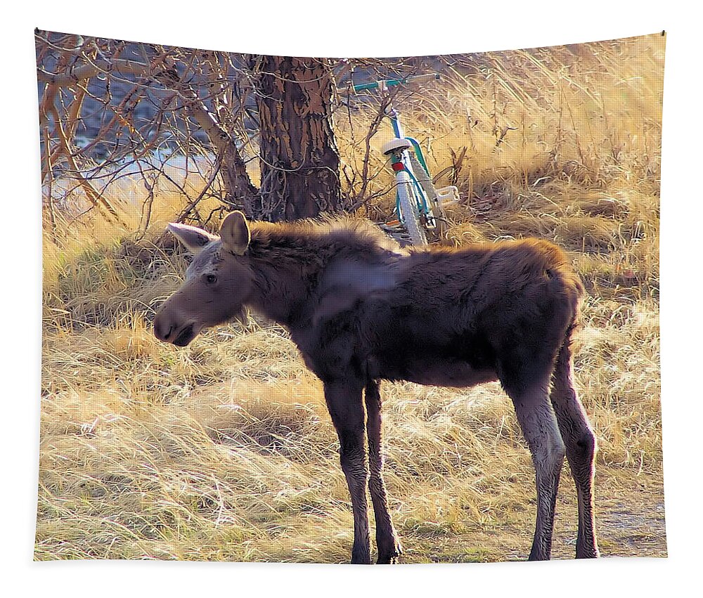 Wildlife Tapestry featuring the photograph A Moose In Early Spring by Jeff Swan