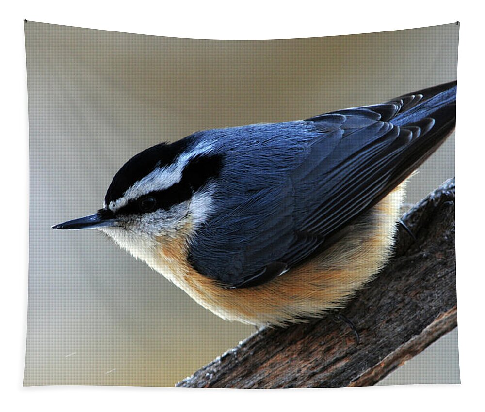 Red-breasted Nuthatch Tapestry featuring the photograph A Red-breasted Nuthatch by Mike Martin