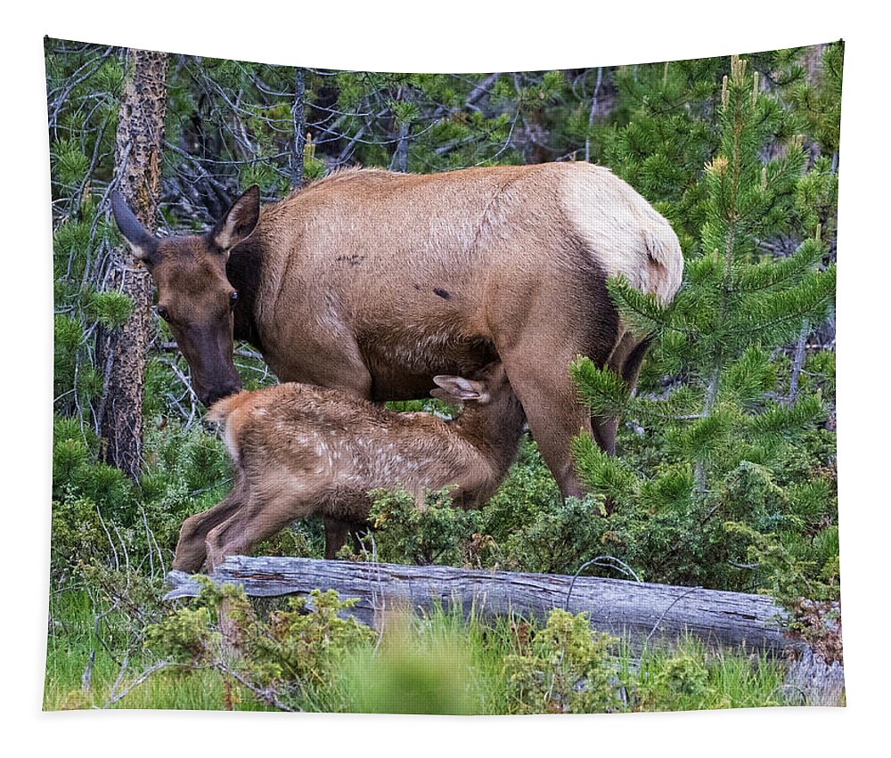 Elk Calf Tapestry featuring the photograph A Sweet Moment In Time by Mindy Musick King