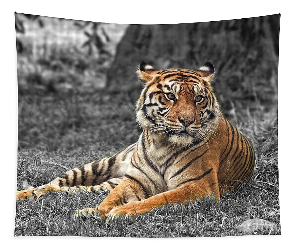 Large Tiger Approaching Tapestry featuring the photograph A Tiger Relaxing on a Cool Afternoon II by Jim Fitzpatrick