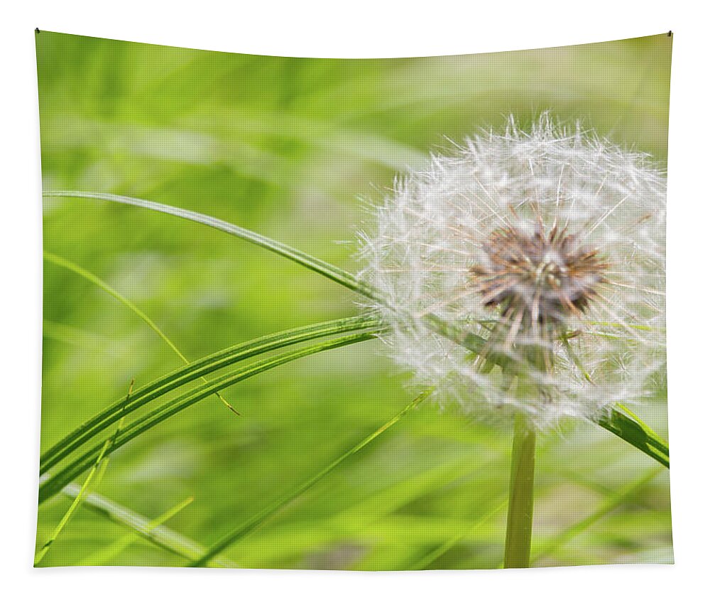 Abstract Tapestry featuring the photograph Abstract Grass and Dandelion by SR Green