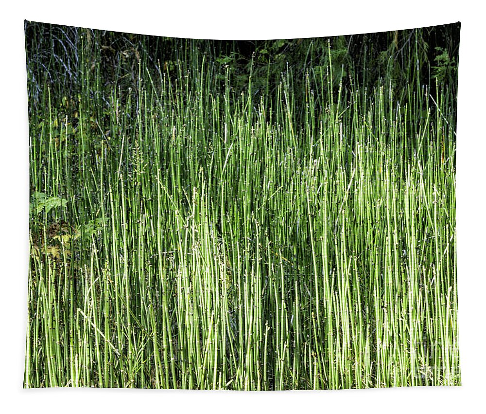  Sierras Tapestry featuring the photograph Abstract Reeds by Timothy Hacker
