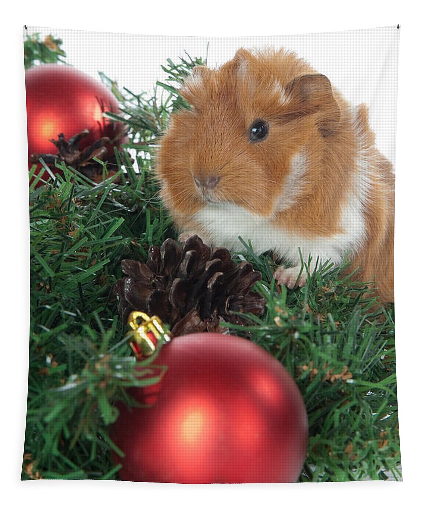 Abyssinian Guinea Pig Tapestry featuring the photograph Abyssinian Guinea Pigs Cavia porcellus for Christmas by Anthony Totah
