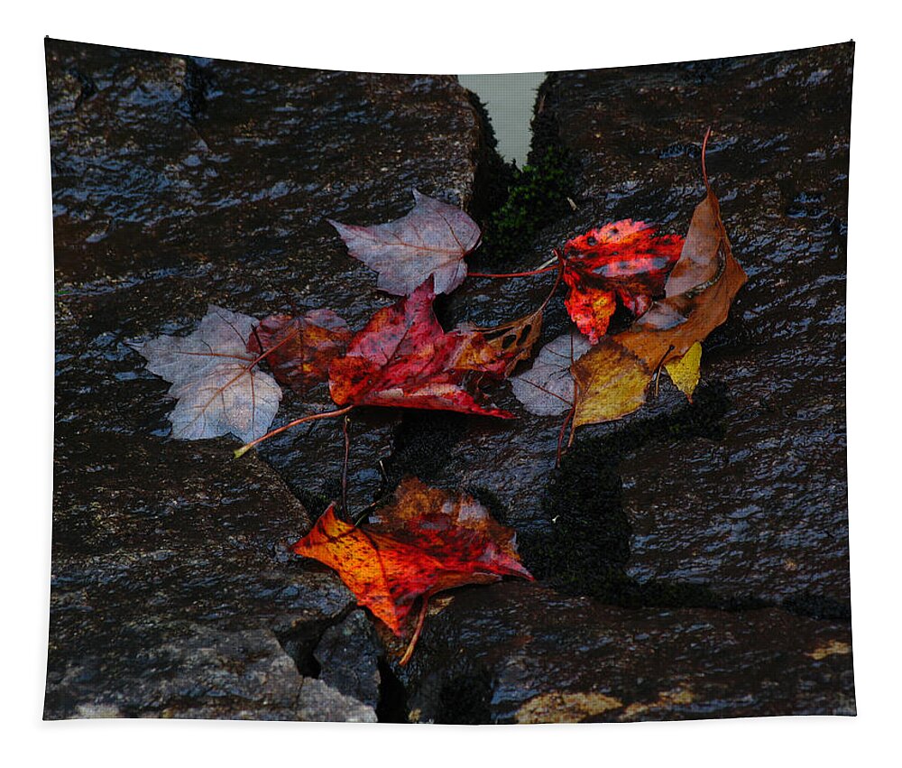 Acadia Np Tapestry featuring the photograph Acadia National Park - Duck Brook by Juergen Roth