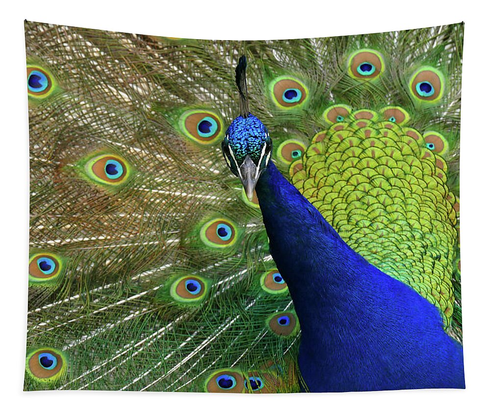 Peacock Tapestry featuring the photograph Admiration by Evelyn Tambour