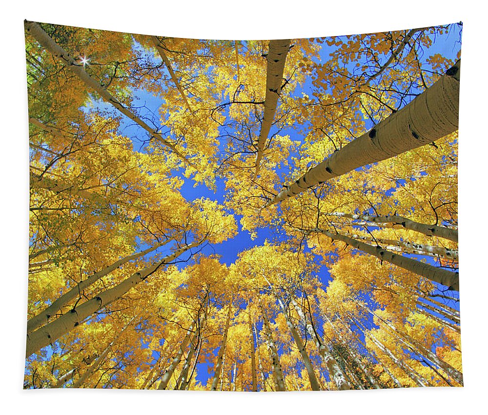 Aspen Trees Tapestry featuring the photograph Admiring Aspens - Colorado - Autumn by Jason Politte