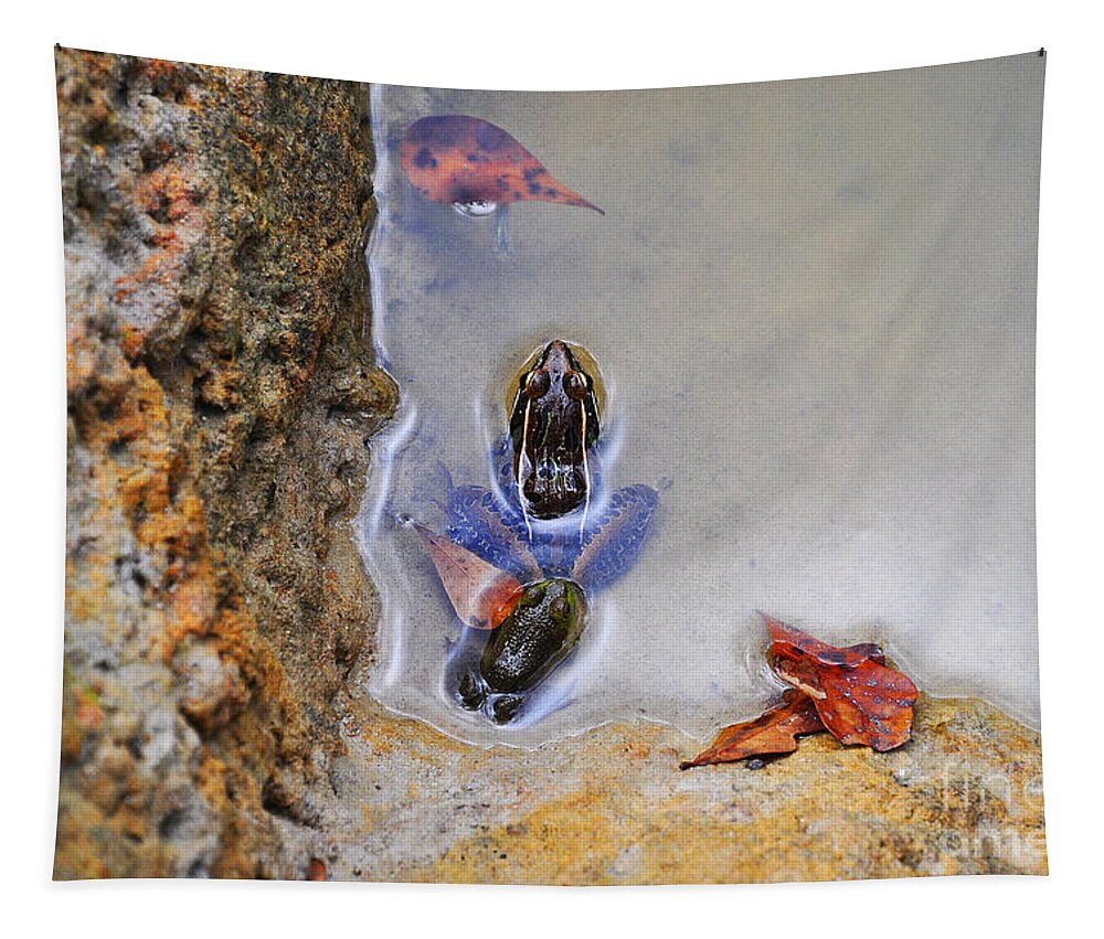 Frog Tapestry featuring the photograph Adopted Amphibian by Al Powell Photography USA