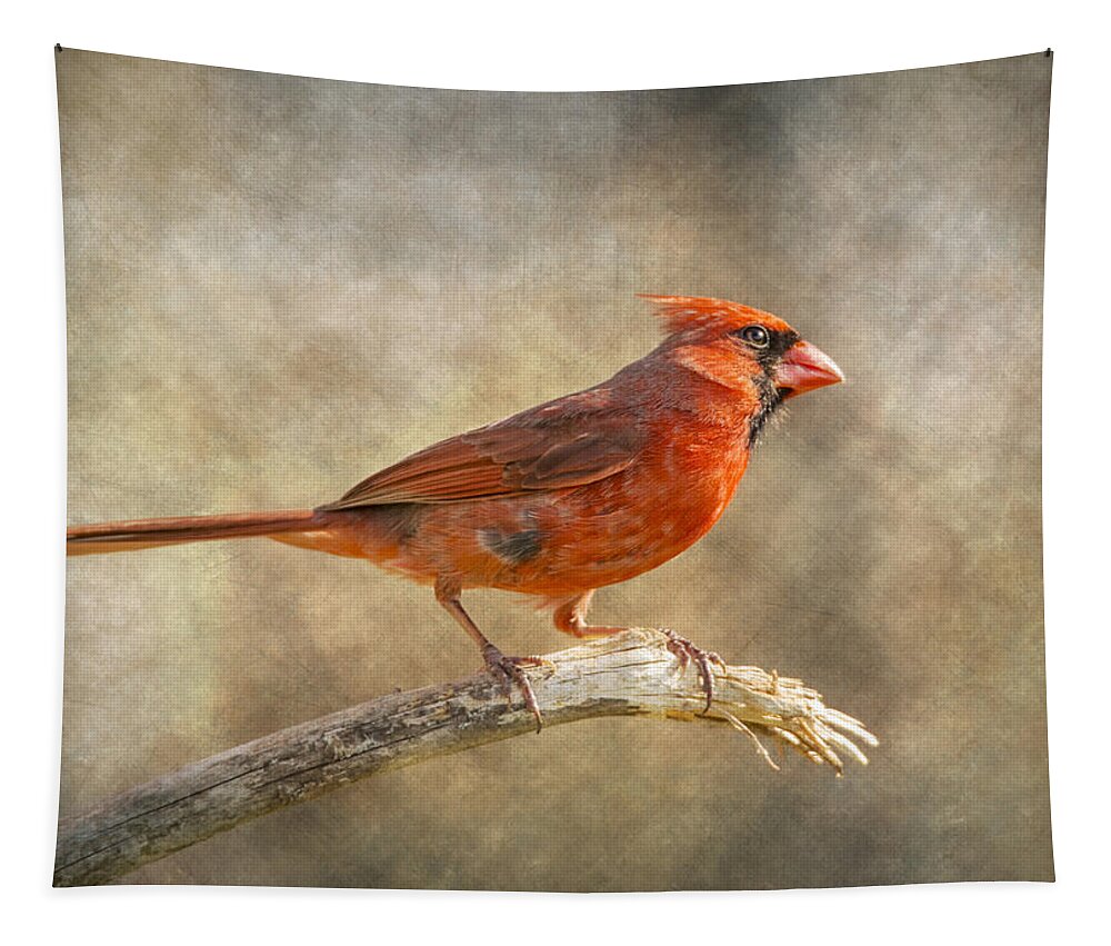 Bird Tapestry featuring the photograph Afternoon Cardinal by Bill and Linda Tiepelman