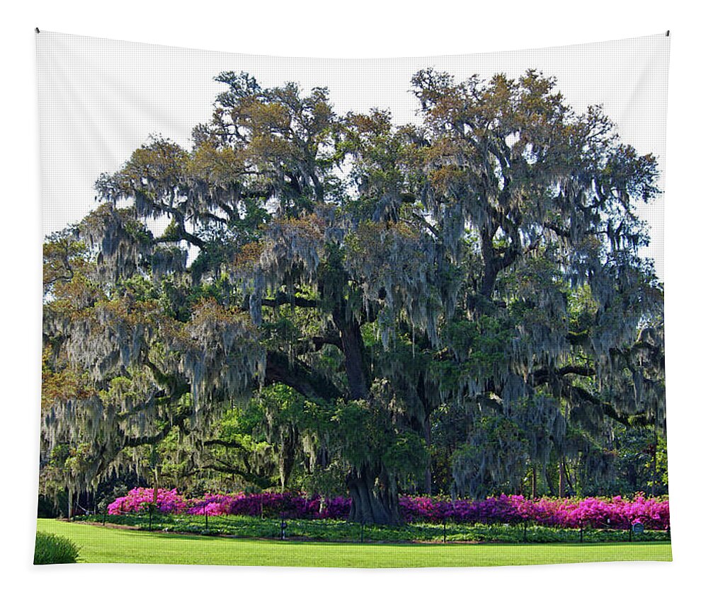 Live Oak Tapestry featuring the photograph Airlie Oak In The Spring by Cynthia Guinn