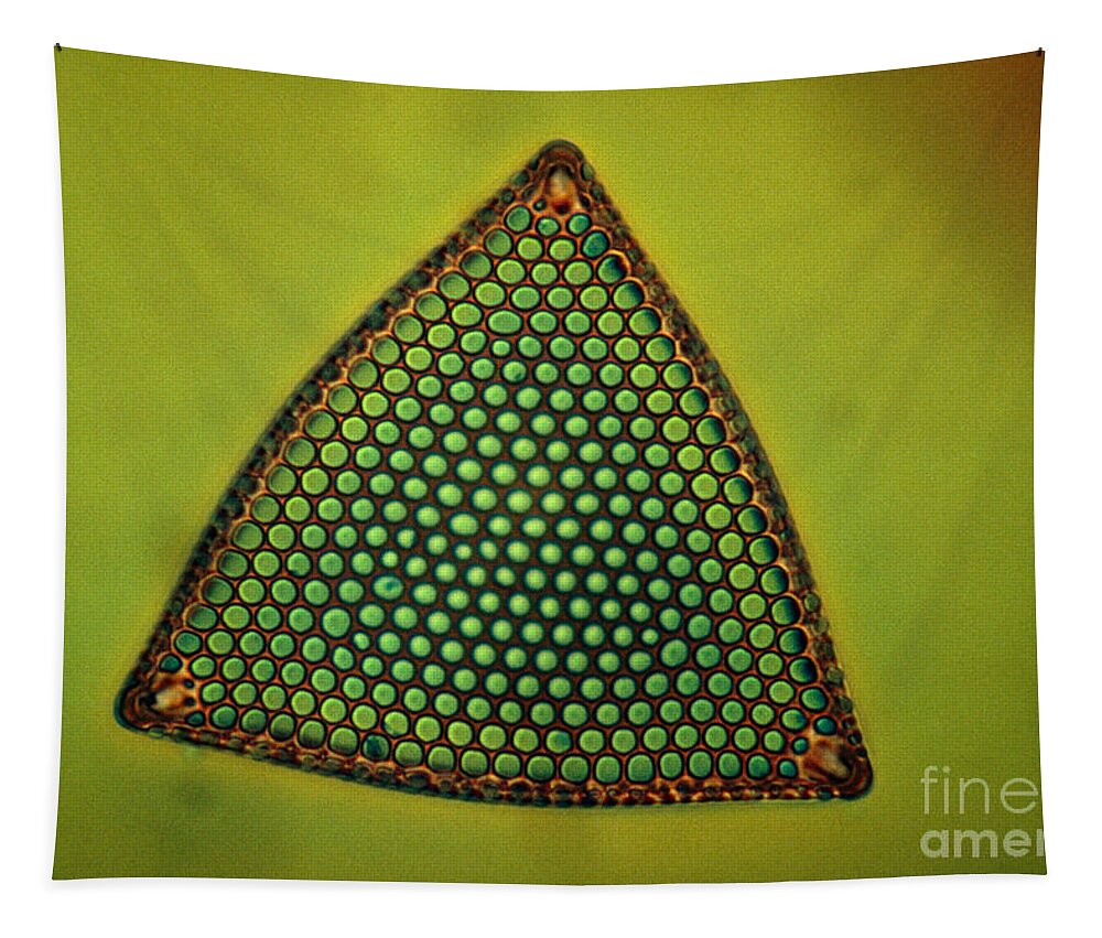 Light Micrograph Tapestry featuring the photograph Algae, Diatom, Triceratium Ladus, Lm by Eric Grave