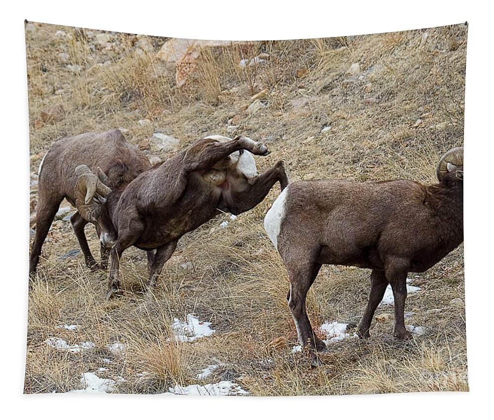 Bighorn Sheep Tapestry featuring the photograph All In by Jim Garrison