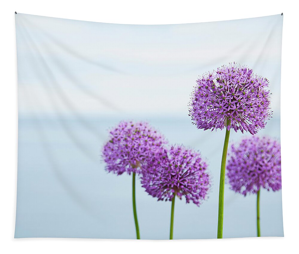 Allium Tapestry featuring the photograph Alliums 1 by Garden Gate