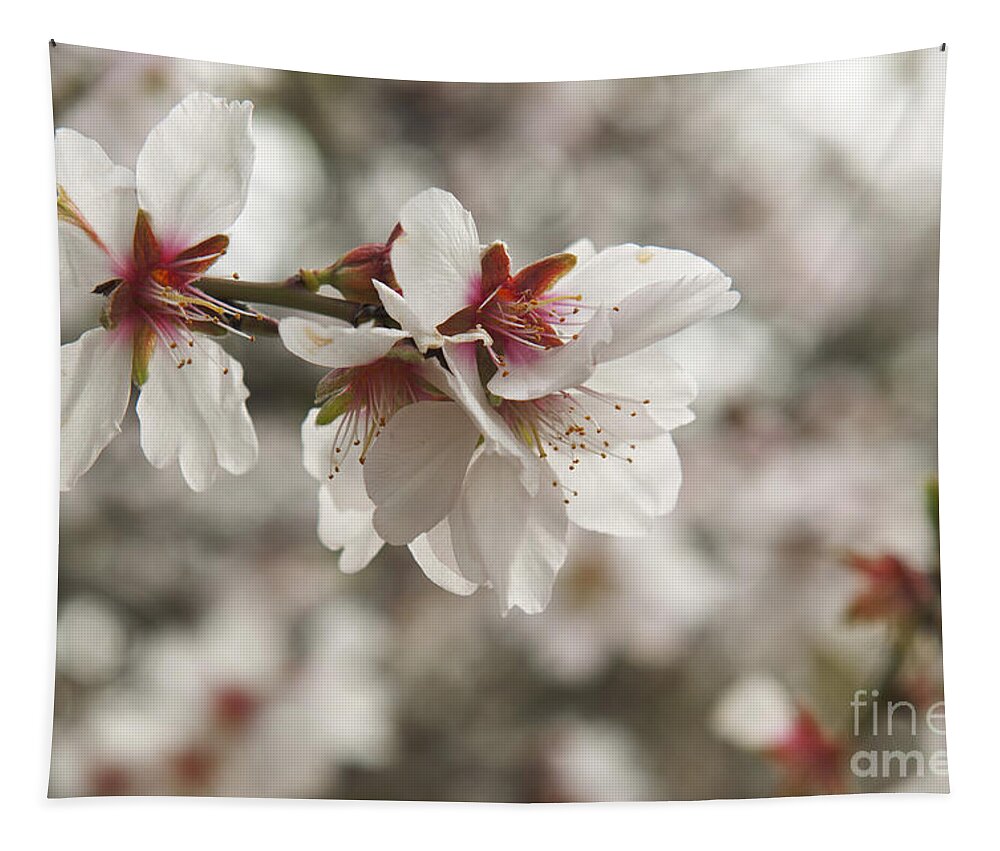 Almond Tapestry featuring the photograph Almond Blossoms by Shahar Tamir