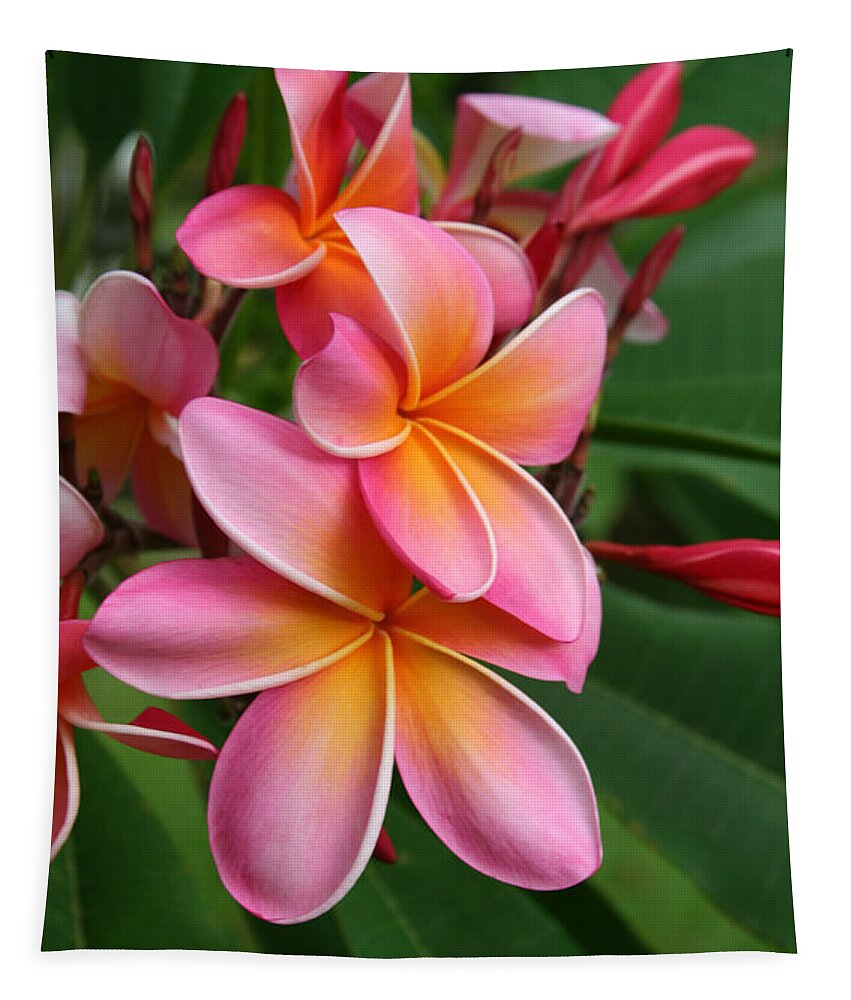 Pink Tapestry featuring the photograph Aloha Lei Pua Melia Keanae by Sharon Mau
