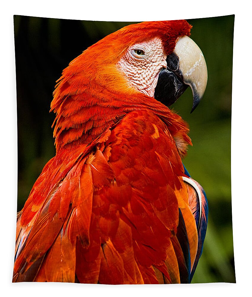 Bird Tapestry featuring the photograph Aloof In Red by Christopher Holmes