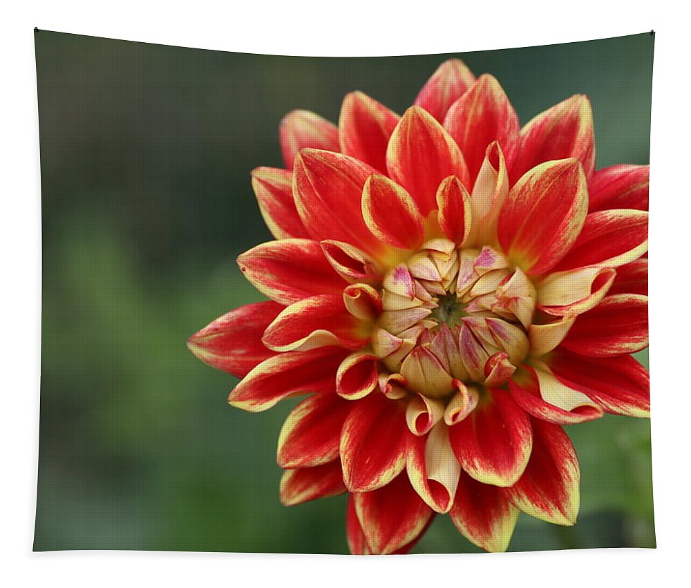 Mum Tapestry featuring the photograph Am I A Chrysanthemum-Take Me As I Am by Carol Montoya