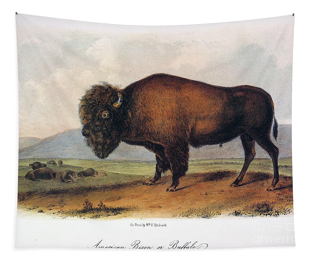 1846 Tapestry featuring the drawing American Buffalo, 1846 by John James Audubon