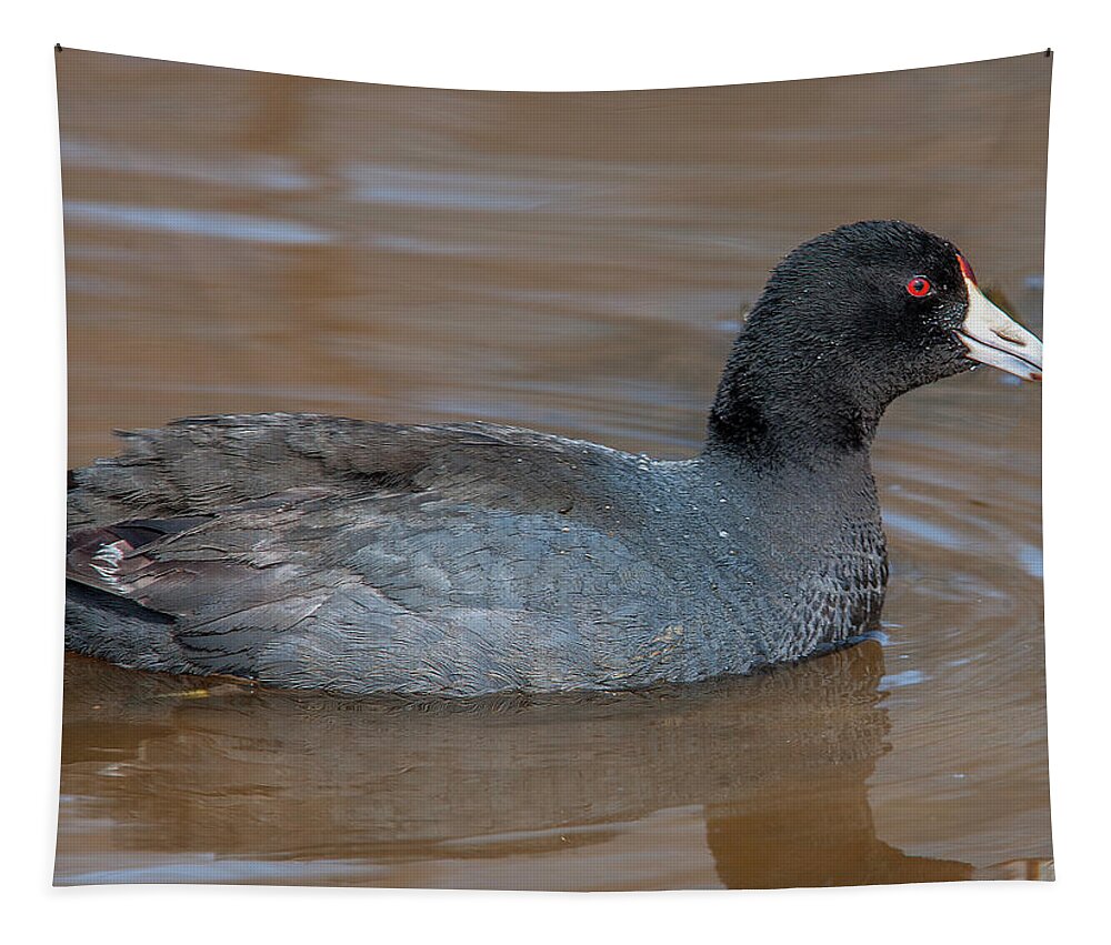 Nature Tapestry featuring the photograph American Coot DMSB0138 by Gerry Gantt