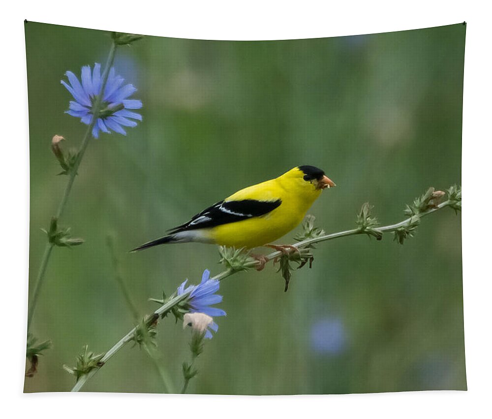 American Goldfinch Tapestry featuring the photograph American Goldfinch   by Holden The Moment