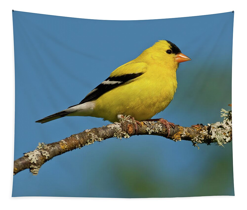 American Goldfinch Tapestry featuring the photograph American Goldfinch Perched in a Tree by Jeff Goulden
