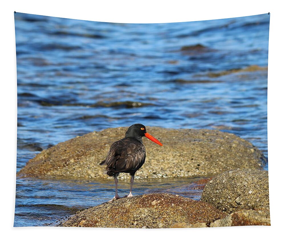 Oystercatcher Tapestry featuring the photograph American Oystercatcher by Christy Pooschke