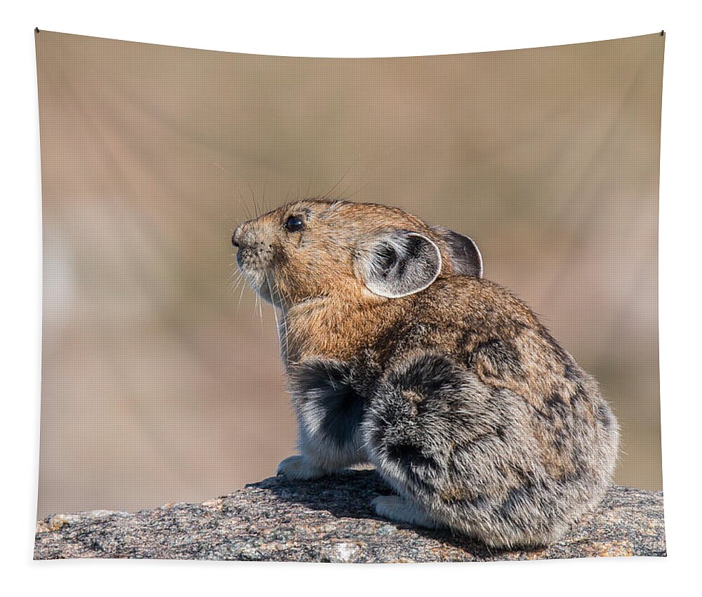 Pika Tapestry featuring the photograph American Pika Poses for Pictures by Tony Hake