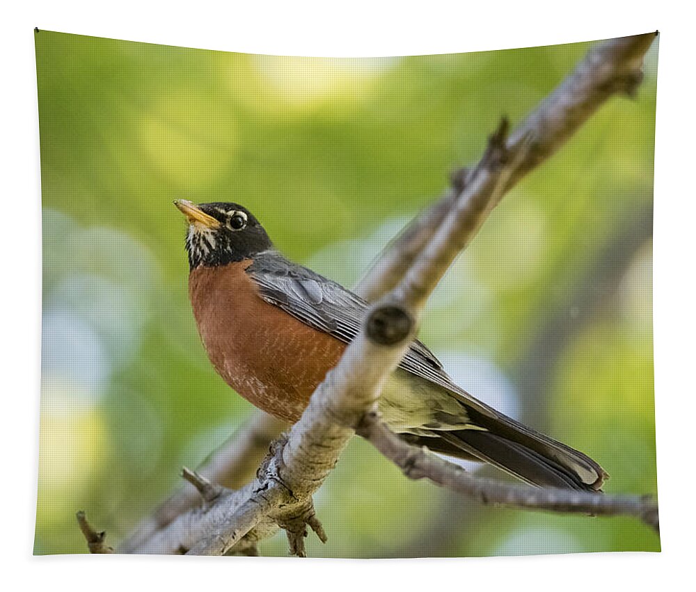 American Robin Tapestry featuring the photograph American Robin   by Holden The Moment