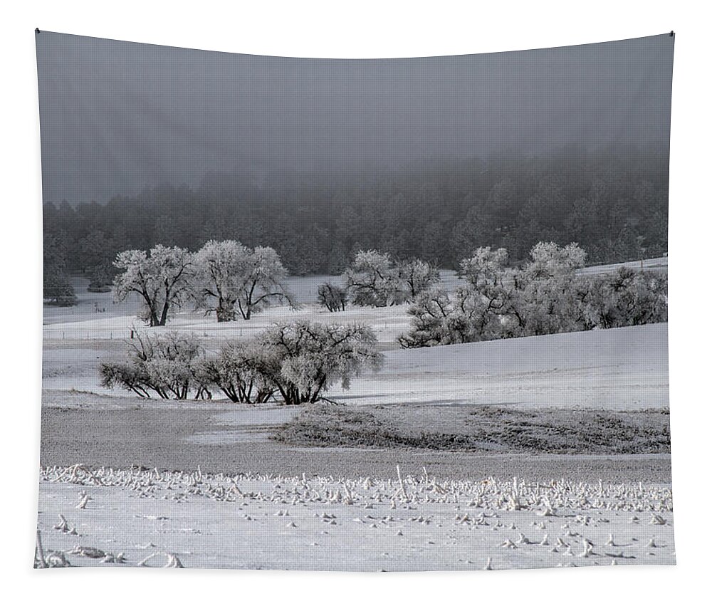 Winter Tapestry featuring the photograph An Affair of Cottonwoods by Alana Thrower