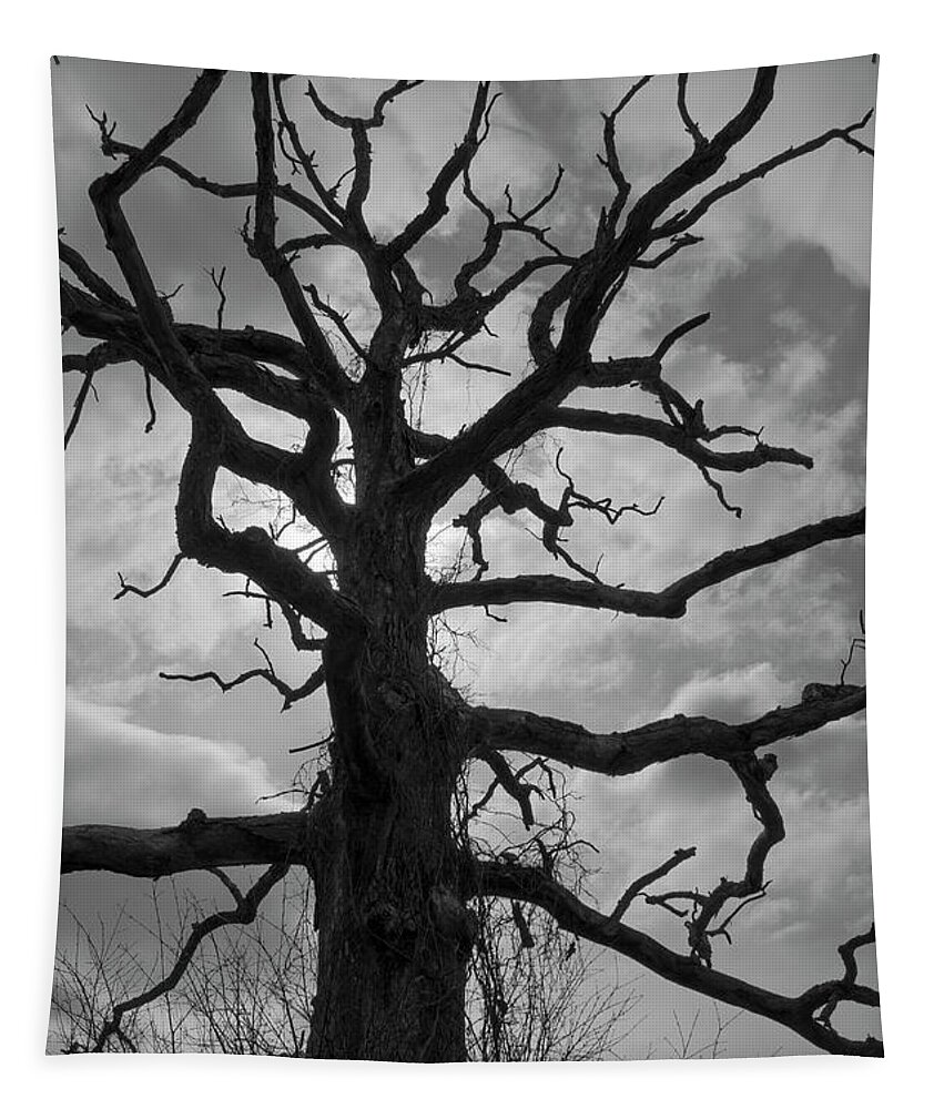 Ancient Tapestry featuring the photograph Ancient Oak Tree No. 4 by David Gordon