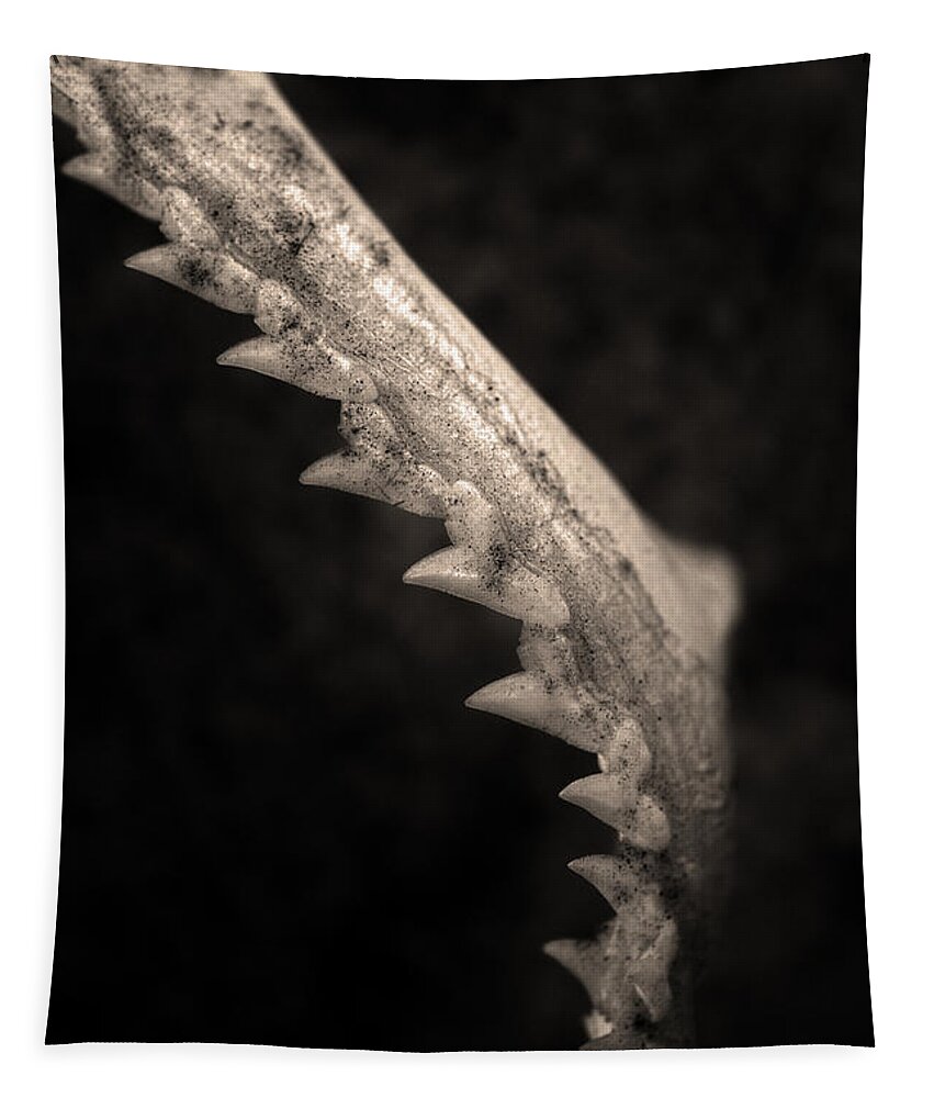 Skeleton Tapestry featuring the photograph Animal jaw by Clayton Bastiani