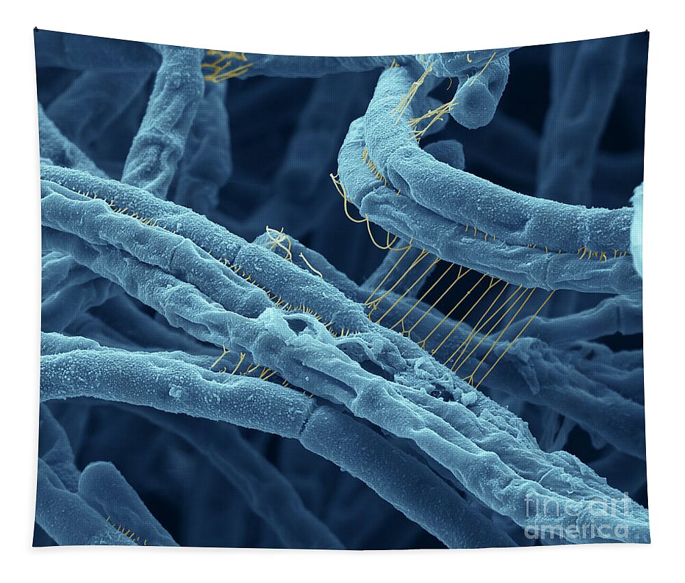 Sem Tapestry featuring the photograph Anthrax bacteria SEM by Eye Of Science and Photo Researchers