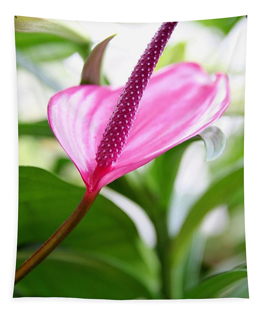 Anthurium Flowers Tapestry featuring the photograph Anthurium Watermelon Pink by Carol Montoya