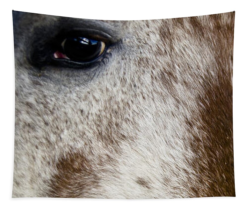 ... Placitas Tapestry featuring the photograph Appaloosa 2 by Catherine Sobredo