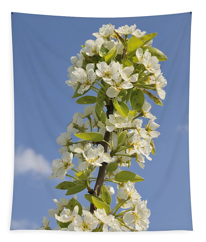 Apple Blossom Tapestry featuring the photograph Apple blossom in spring by Matthias Hauser