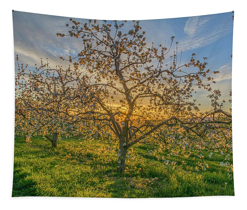 Hudson Valley Tapestry featuring the photograph Apple Blossoms At Sunrise 2 by Angelo Marcialis