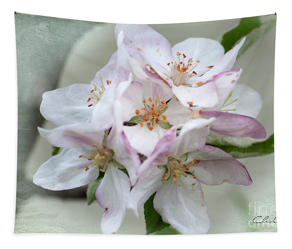 Apple Blossoms Tapestry featuring the photograph Apple Blossoms from my Hepburn Garden by Chris Armytage