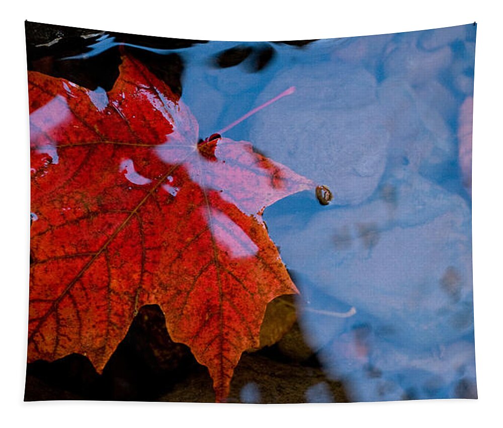 Autumn Tapestry featuring the photograph Aqueos Autumn by Rikk Flohr