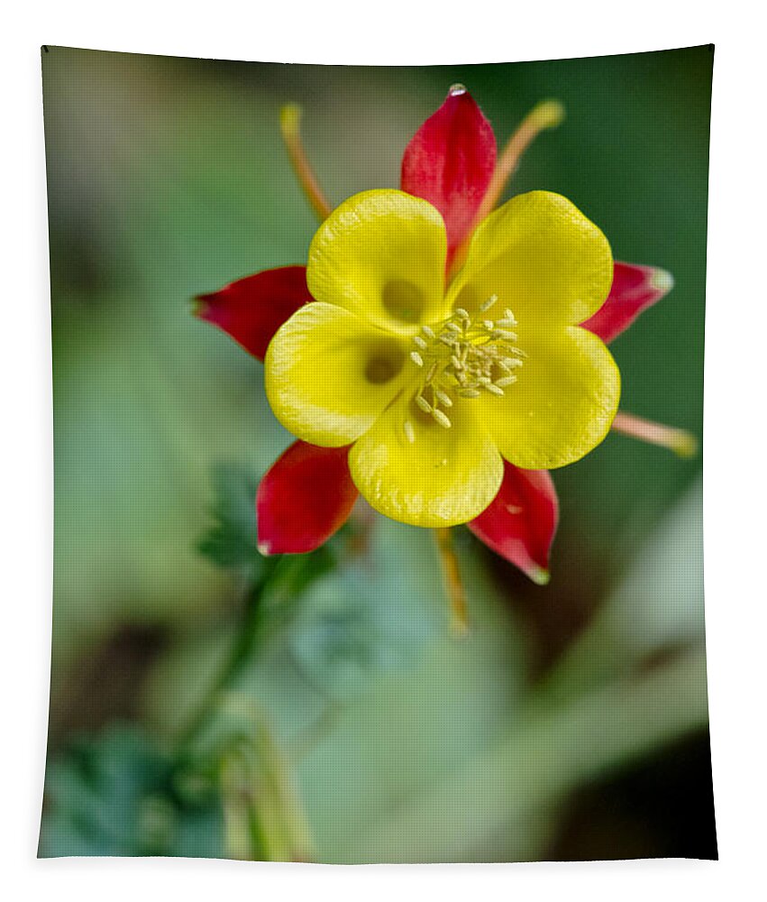 Flowers Tapestry featuring the photograph Aquilegia by Elena Perelman