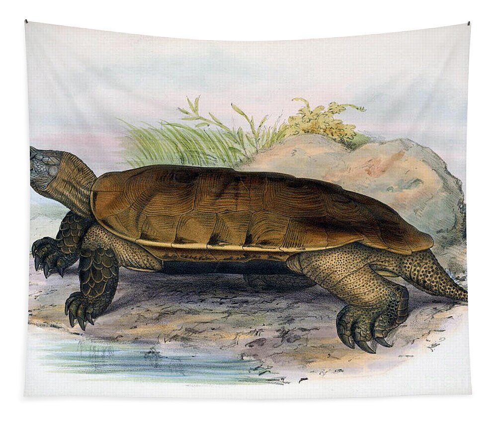 Arakan Forest Turtle Tapestry featuring the photograph Arakan Forest Turtle, Endangered Species by Biodiversity Heritage Library