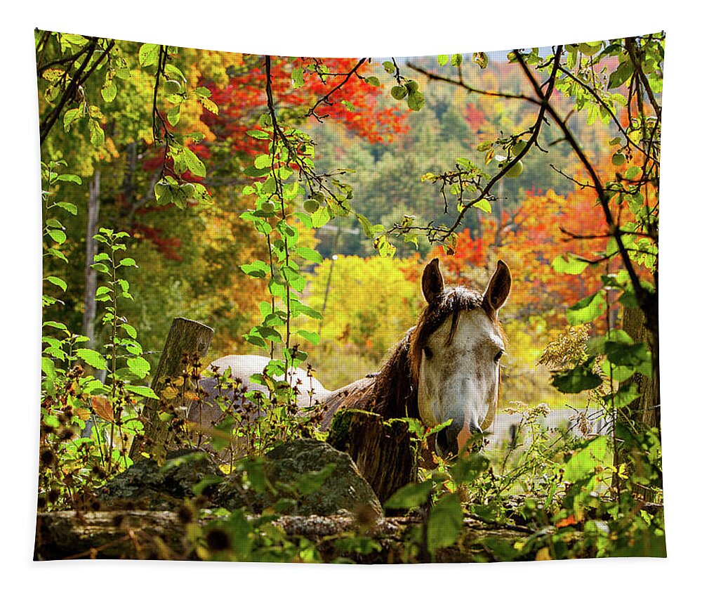 Horse Tapestry featuring the photograph Are you my friend? by Jeff Folger