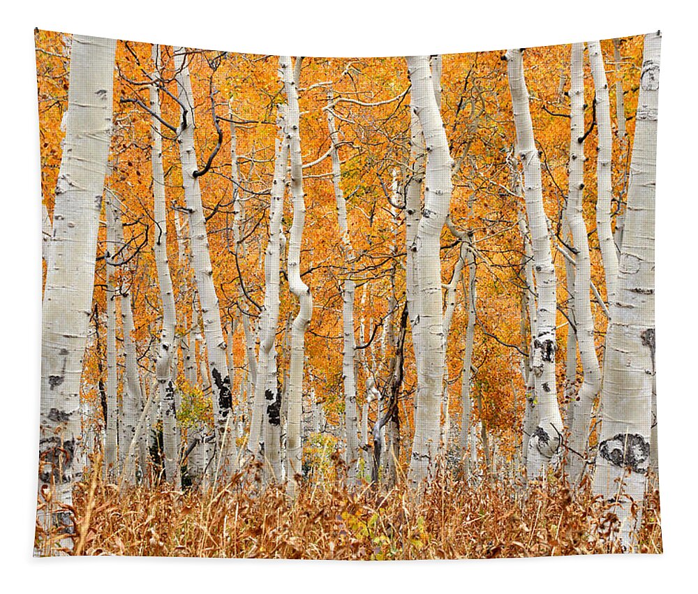 Aspen Tapestry featuring the photograph Aspen Forest in Fall by Brett Pelletier
