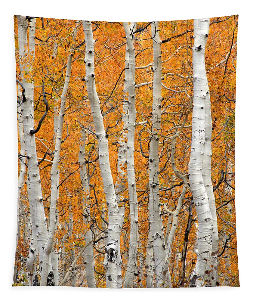 Fall Tapestry featuring the photograph Aspen Grove by Brett Pelletier