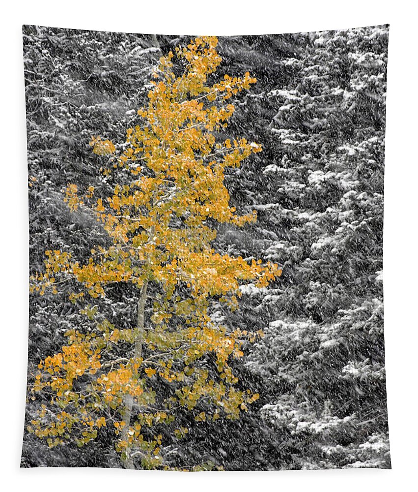 Landscape Tapestry featuring the photograph Aspen Tree in Snow Storm by Brett Pelletier
